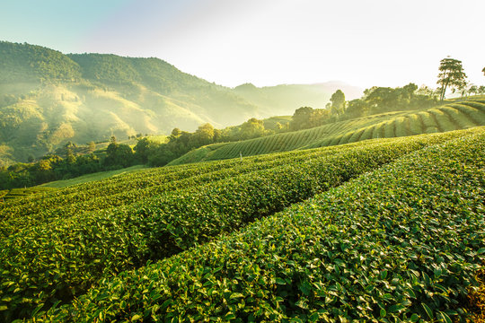 Sunrise View Of Tea Plantation Landscape At 101 Chiang Rai Tea,N