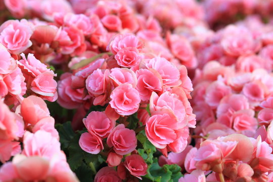 Fototapeta Beautiful background of flowers big begonias