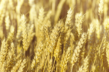 Obraz premium Beautiful yellow ripe ears on the field