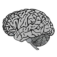 BRAIN grayscale illustration vector