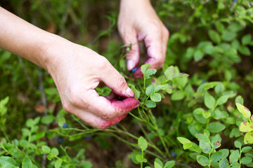 Woman picking bilberries in forest