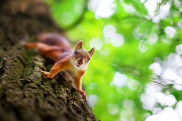 Naklejka na ściany i meble Cute squirrel on tree
