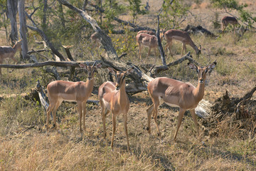 Impala ～インパラ～