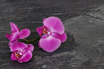 Obraz na płótnie Canvas Orchideenblüte