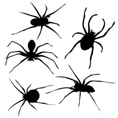 Spiders silhouette vector