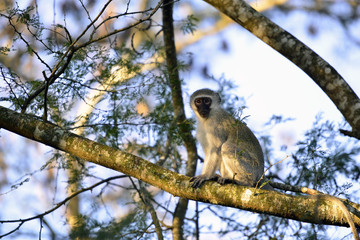Vervet Monkey～オナガサル～
