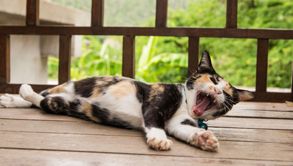 Cat yawning on the wooden floor.