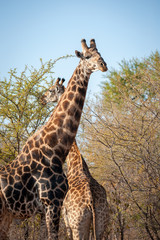 two giraffe in south africa