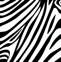 zebra stripe print vector © okili77