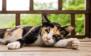 Cat sleeping on a wooden look.
