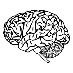 BRAIN outline vector