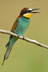 Obraz premium Gruccione