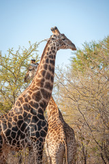 two giraffe in south africa