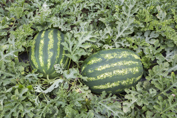melon field with heaps of ripe watermelons in summer