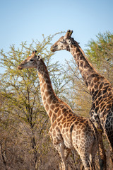 Male and female giraffe eating