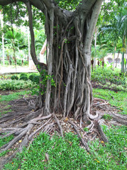 Tree roots
