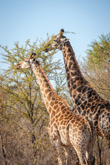 Male and female giraffe eating