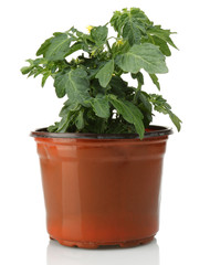 Tomato pot