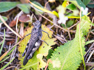 Rattle Grasshopper