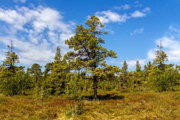 Природа Севера. Горная сосна и ели на фоне синего неба © soloviev_andrey