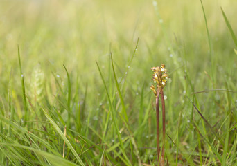 Rare natural orchid- northern coralroot, Corallorhiza trifida