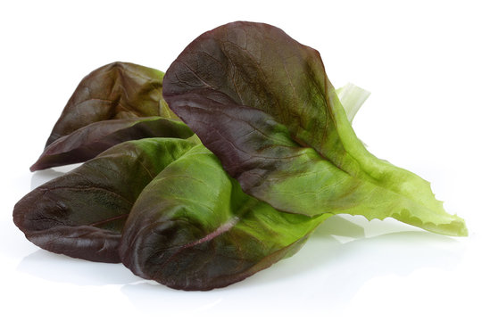 Lettuce