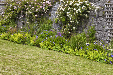 Fototapeta na wymiar Cottage garden climbing roses on trellis on stone wall