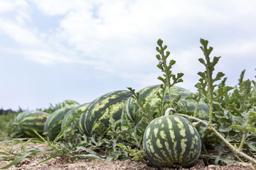 melon field with heaps of ripe watermelons in summer © ververidis