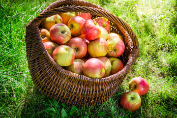 Fresh apples in garden