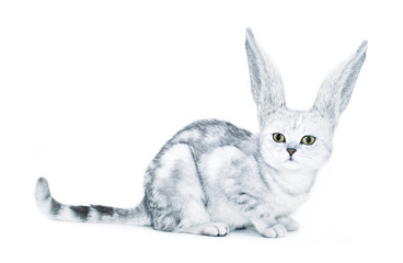 Katze oder Hase?