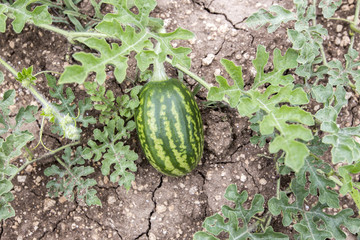 melon field with heaps of ripe watermelons in summer