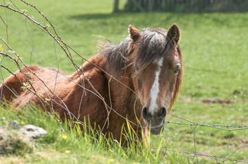 pony in a fenced field