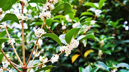 白い花のギンモクセイ