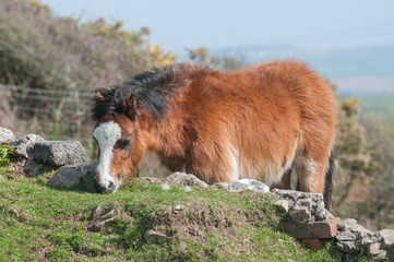 Fototapeta na wymiar pretty welsh pony grazing in a paddock