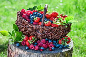 Fototapeta na wymiar Fresh berry fruits in garden