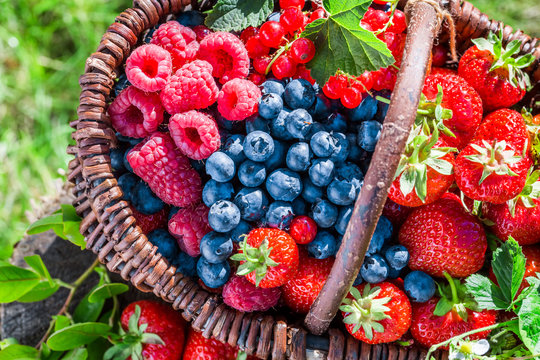 Fresh berries in garden