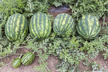 melon field with heaps of ripe watermelons in summer