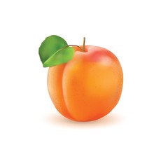 Apricot realistic illustration.