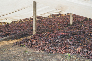 Drying grapes for raisins
