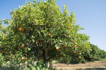 Fototapeta na wymiar Orange trees in plantation
