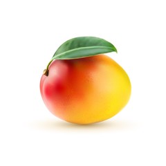 Mango realistic illustration on white backgroud.