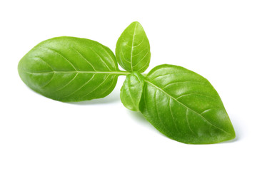 Fresh Basil © mates