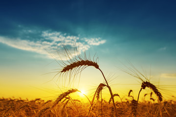golden harvest under blue cloudy sky on sunset - obrazy, fototapety, plakaty