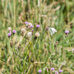Weißer Falter mit braunen Flecken sitzt auf Wiesenblüten