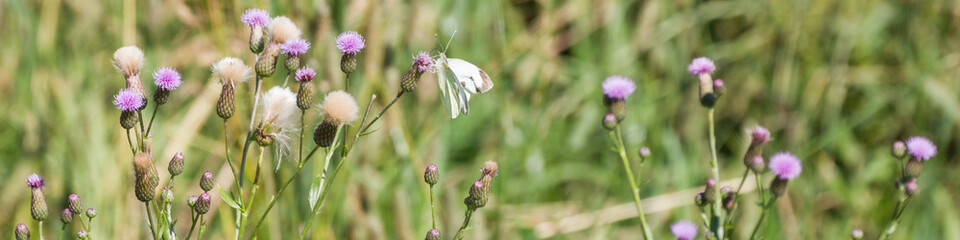 Weißer Falter mit braunen Flecken sitzt auf Wiesenblüten, Längsformat