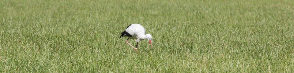 Storch frisst auf feuchter Wiese