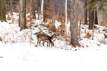 zwei Hirsche im Schnee auf Nahrungssuche