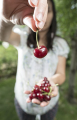 Woman picking cherries in the garden