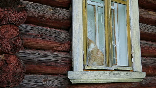 Cat behind a window farmhouse watching the scene
