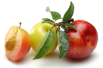 Plum